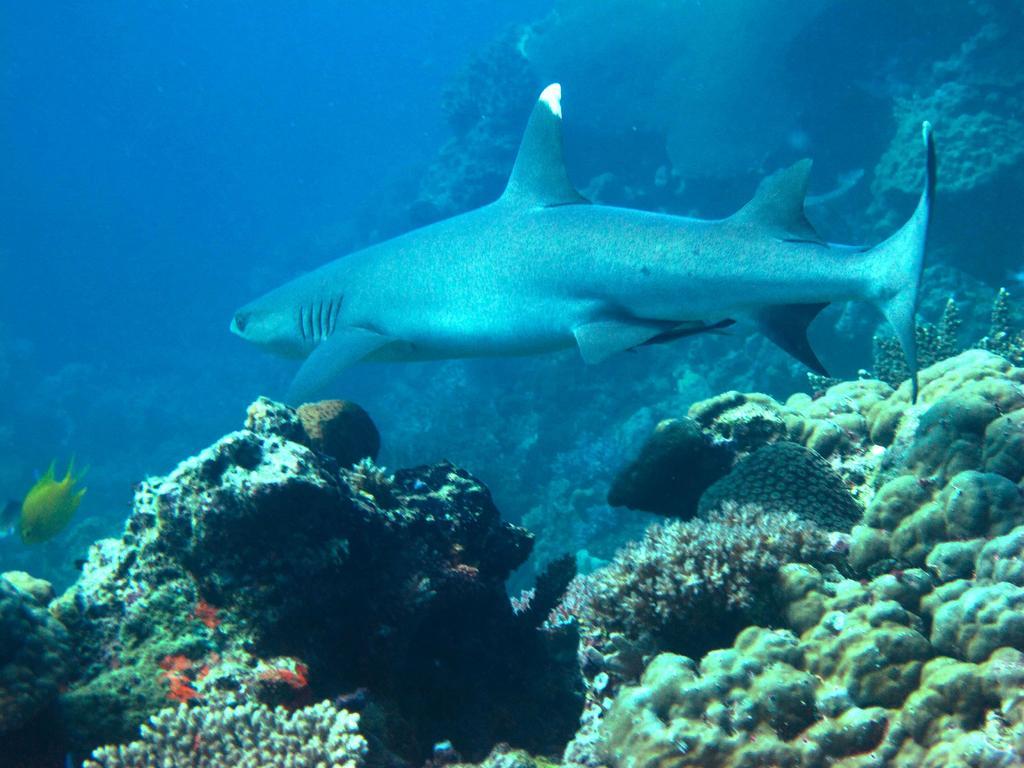 Mantaray Island Resort Nanuya Balavu Island Eksteriør bilde