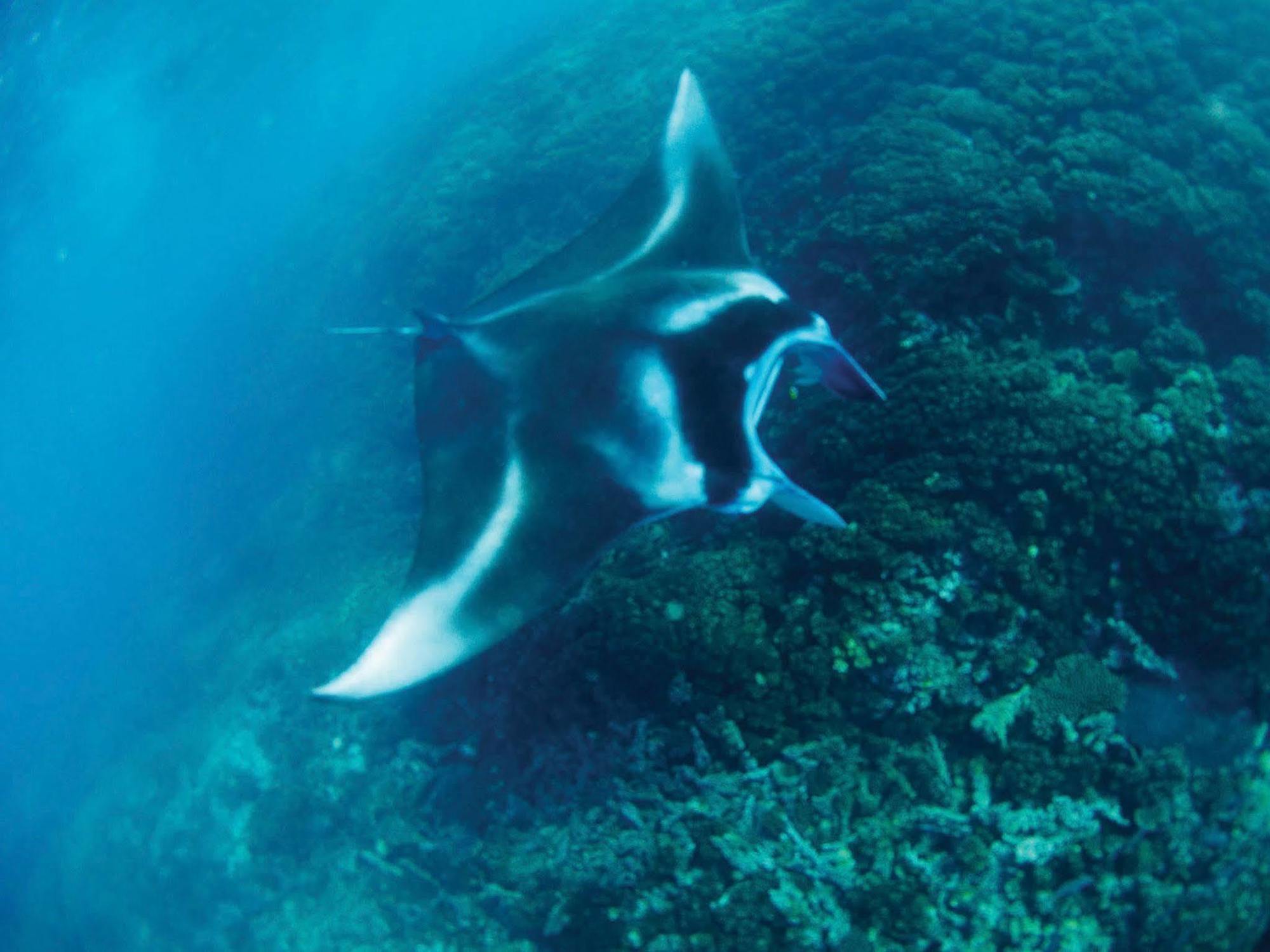 Mantaray Island Resort Nanuya Balavu Island Eksteriør bilde